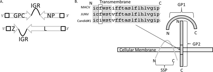 FIG 1