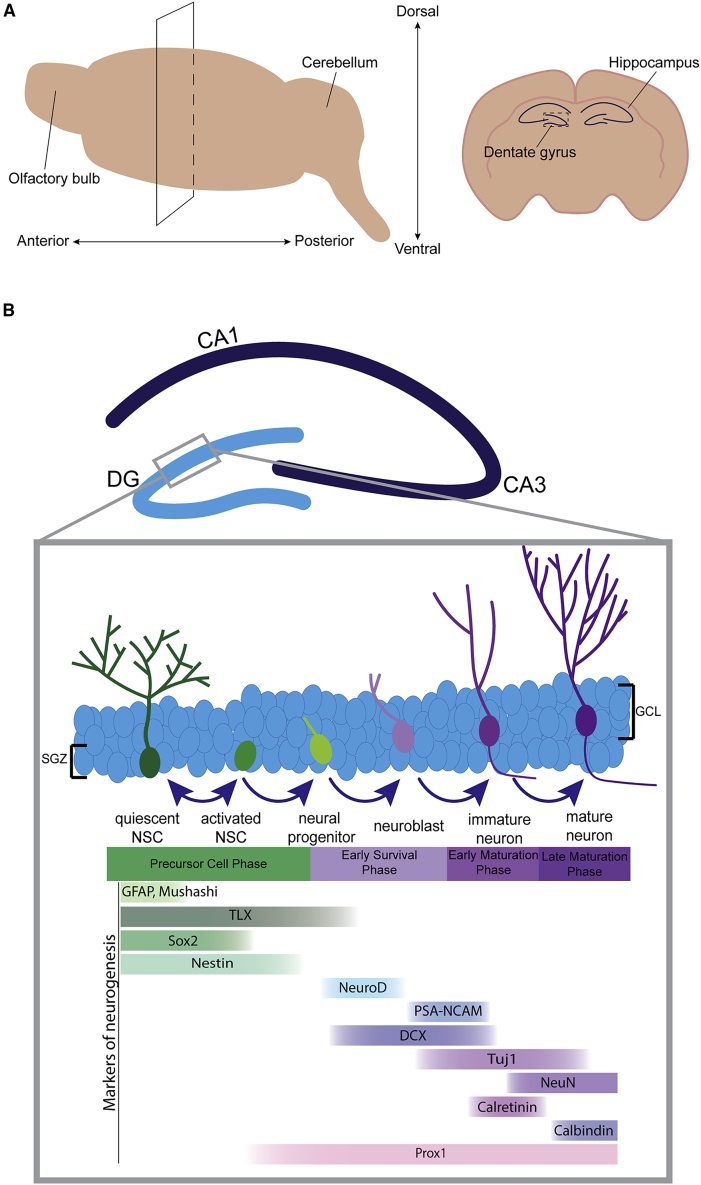 Figure 1