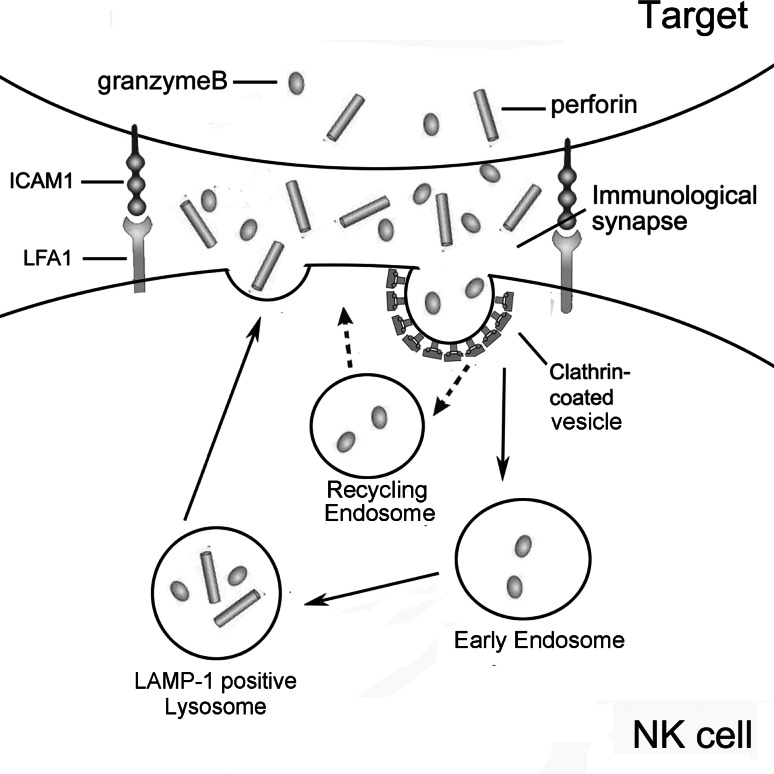 Fig. 10