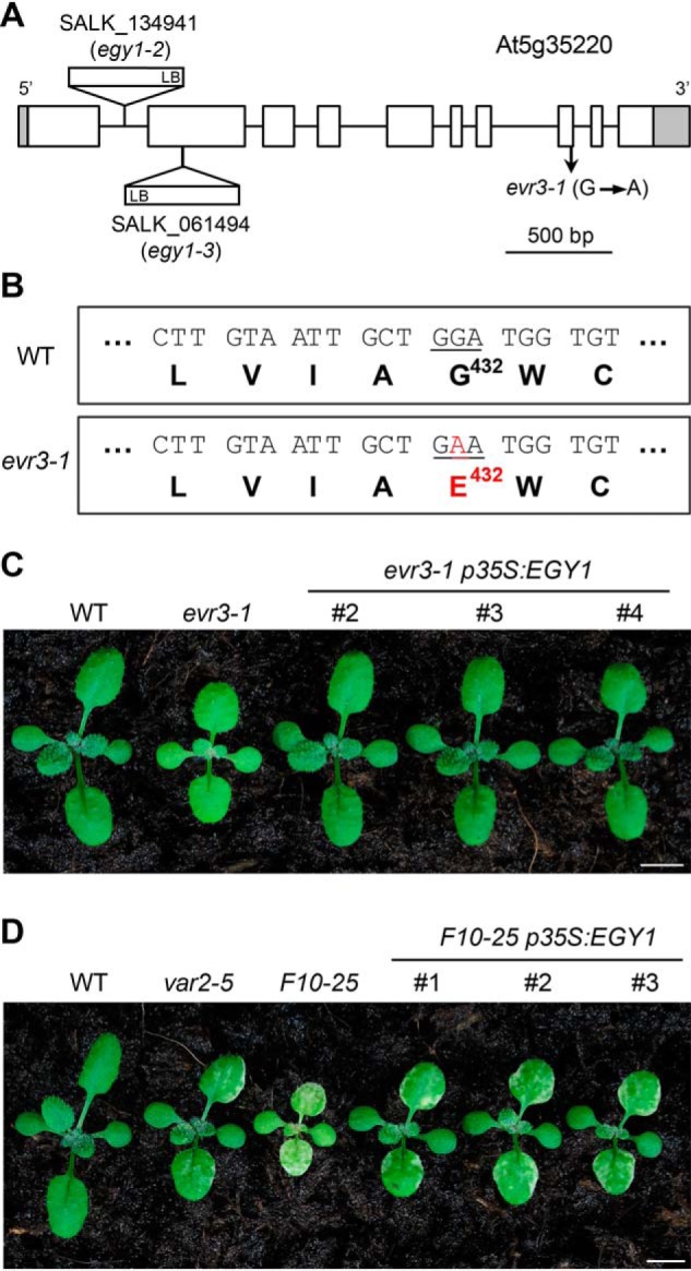 Figure 2.