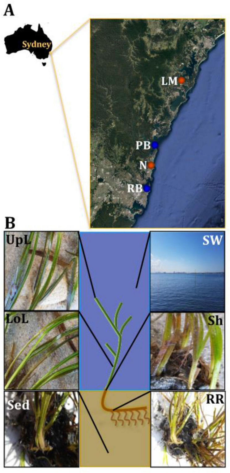 FIGURE 1