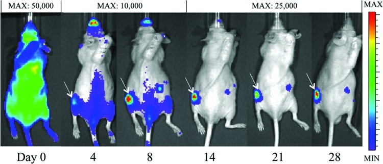 FIG. 2.