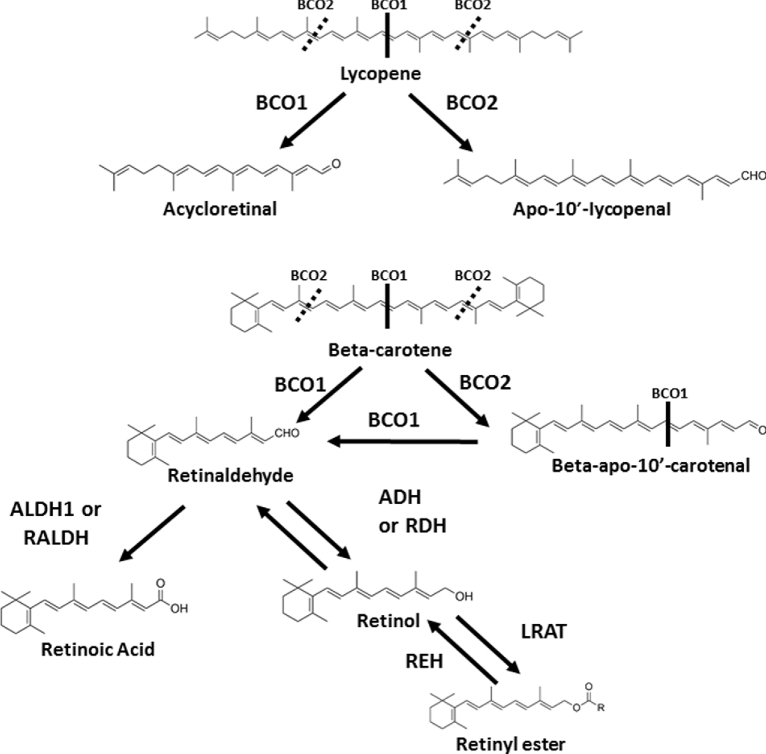 FIGURE 2