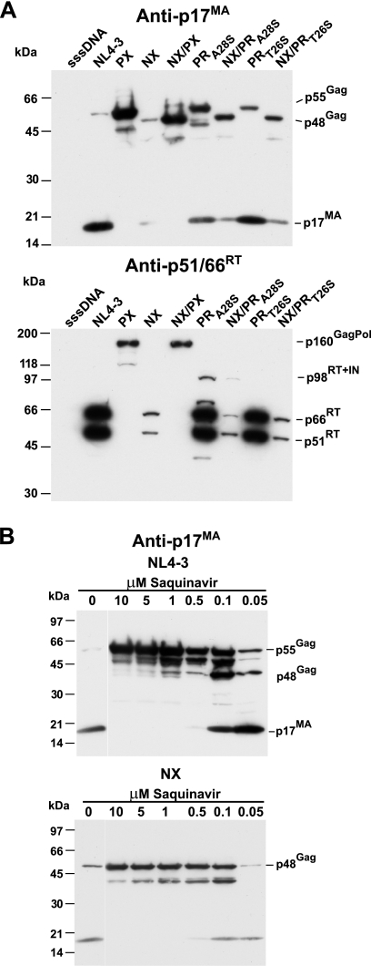 FIG. 2.