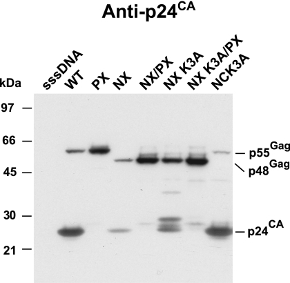 FIG. 3.