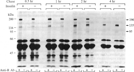 graphic file with name pnas00266-0143-a.jpg