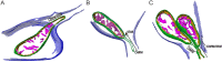 Fig 5