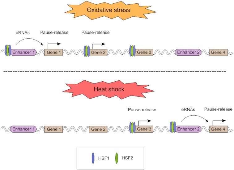 Graphical Abstract