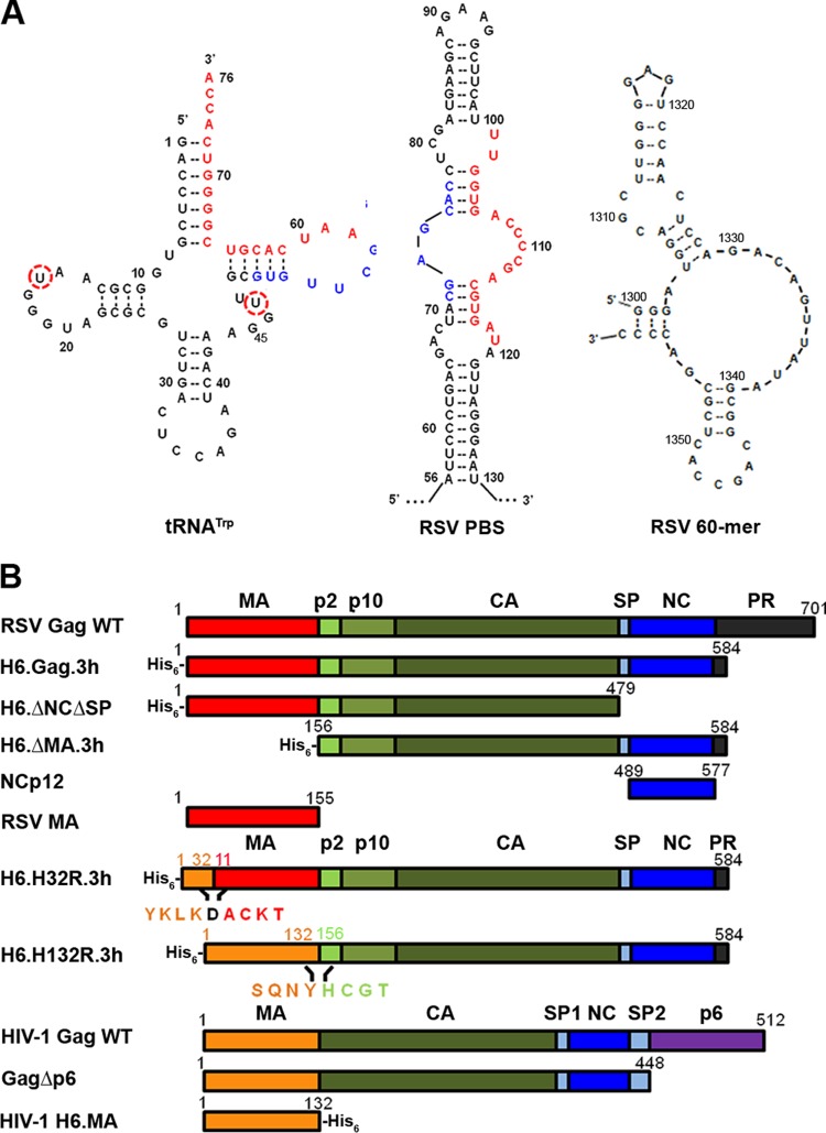 FIG 1