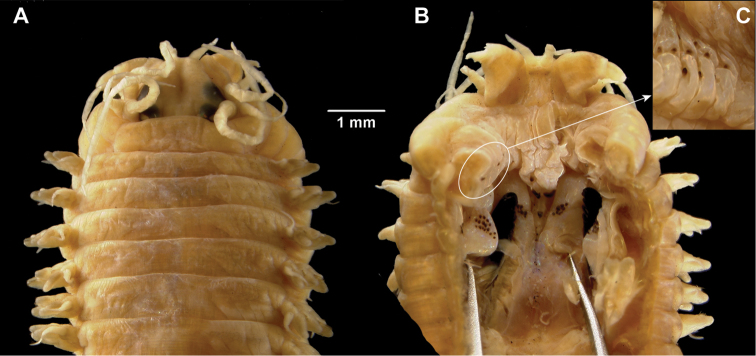 Figure 6.