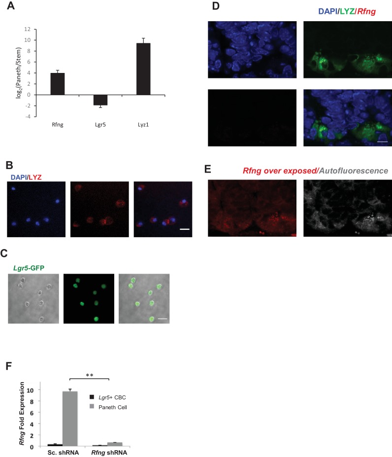 Figure 1—figure supplement 1.