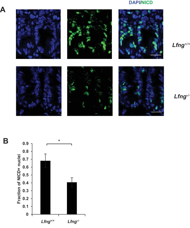 Figure 5—figure supplement 2.