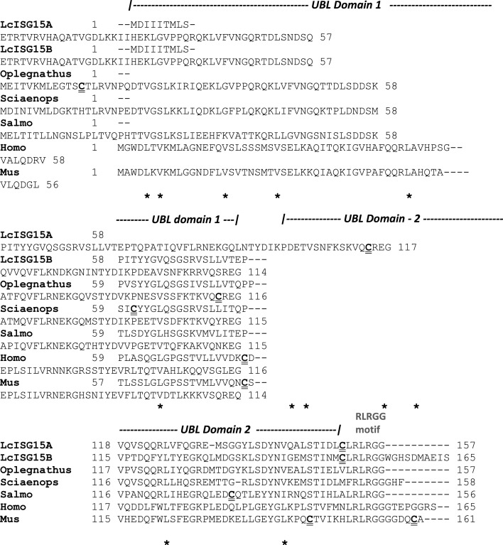 Fig. 2a