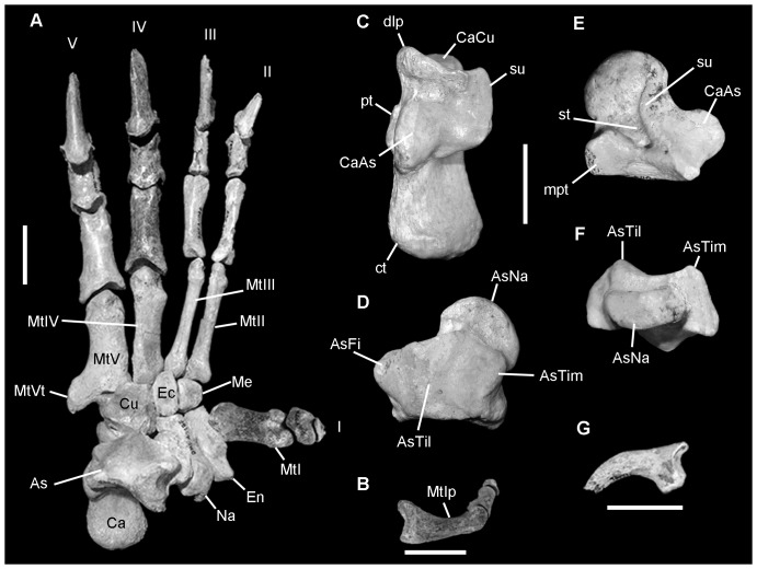 Figure 7