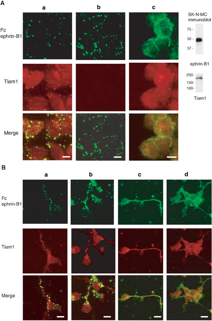 Figure 4a