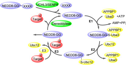 Figure 6.3