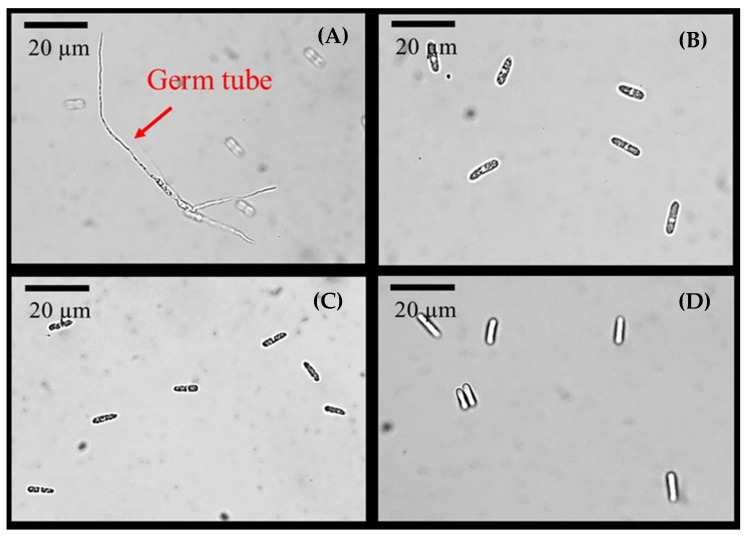 Figure 10