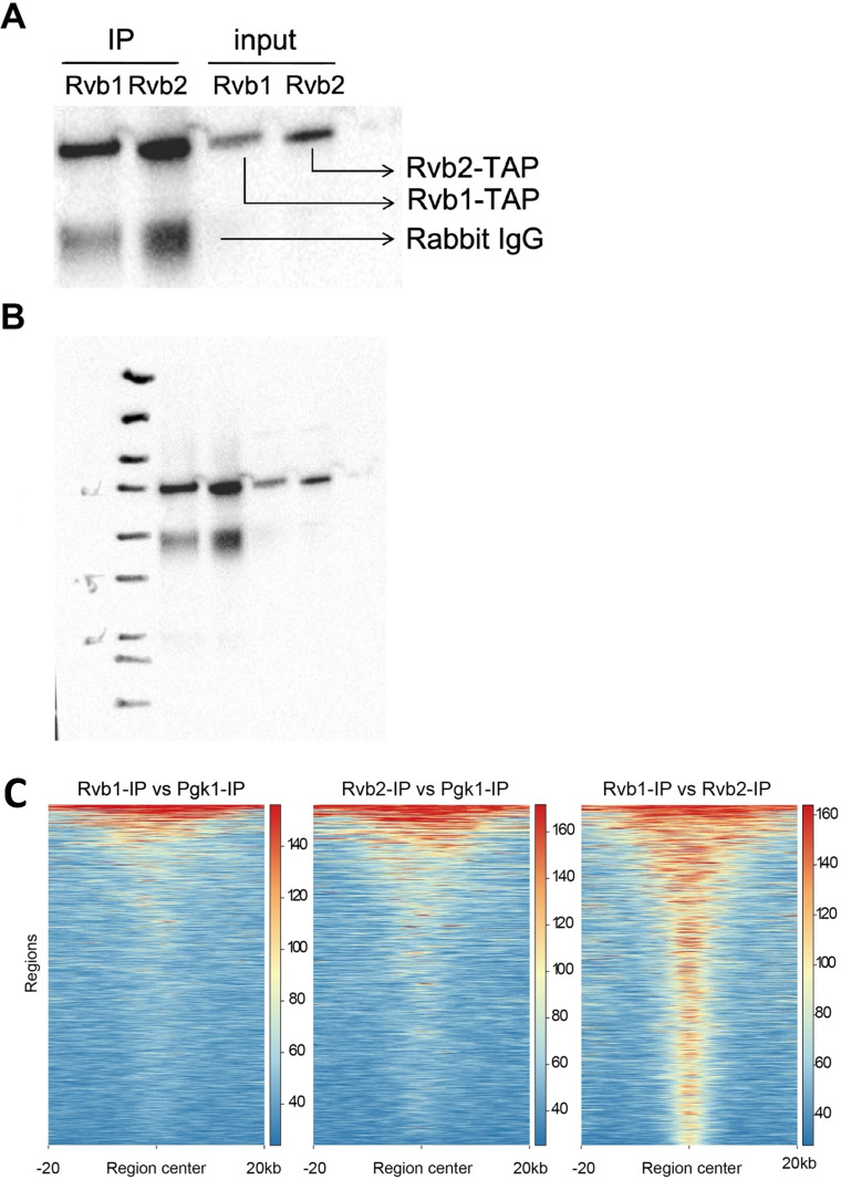 Figure 2—figure supplement 1.