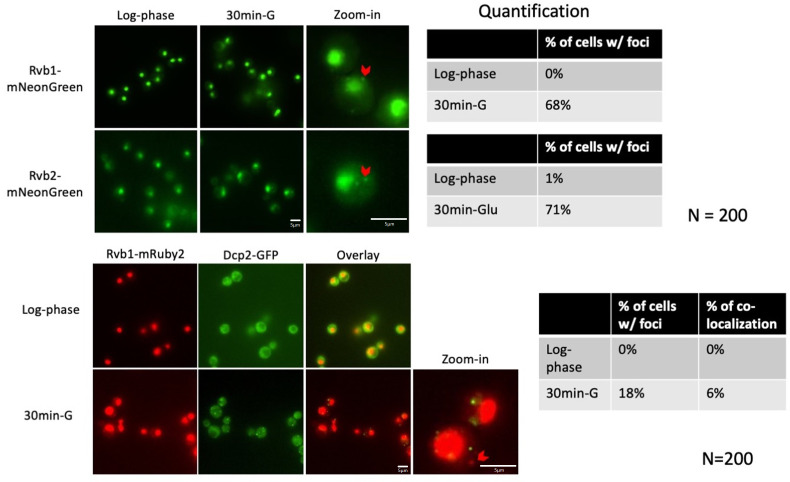 Figure 1—figure supplement 2.