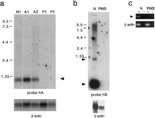 Figure  4