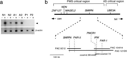 Figure  1