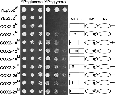 Fig. 3.