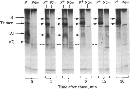 graphic file with name pnas00450-0019-a.jpg