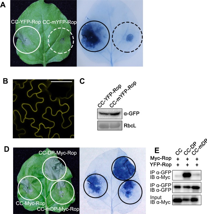 Fig 4