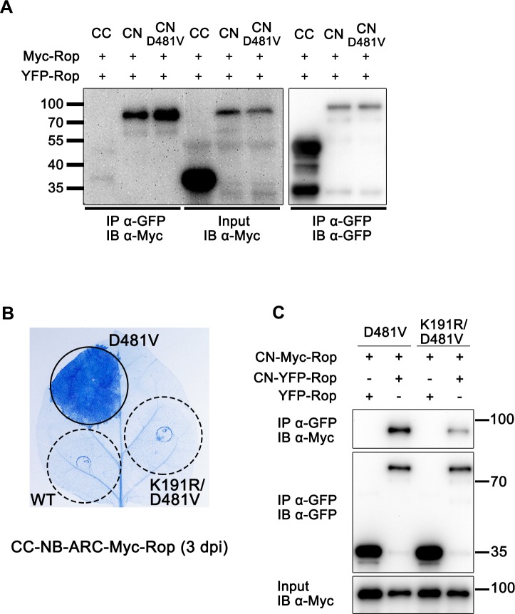 Fig 6