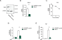 Figure 2—figure supplement 2.