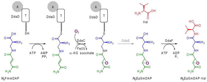 Scheme 1