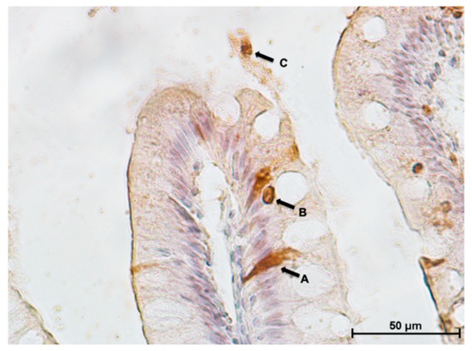 Figure 18