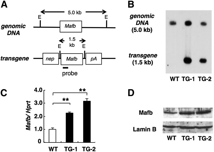 Figure 1.