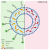 Figure 25