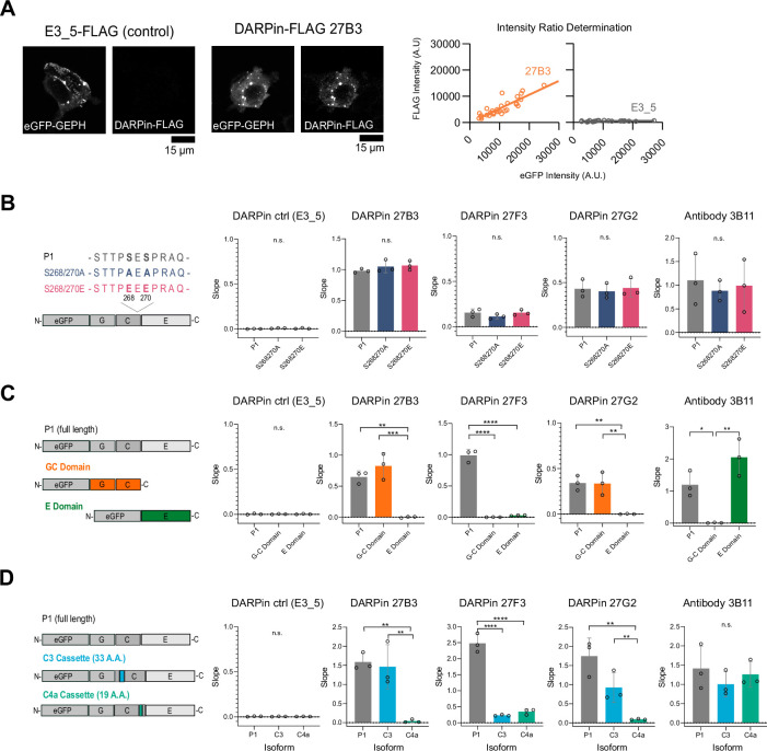 Figure 6—figure supplement 2.