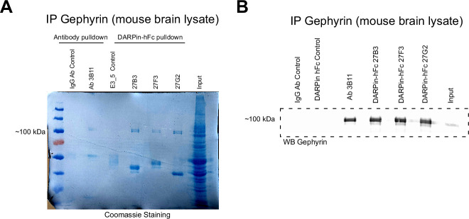 Figure 5—figure supplement 1.