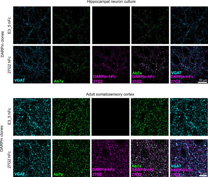 Figure 3—figure supplement 2.