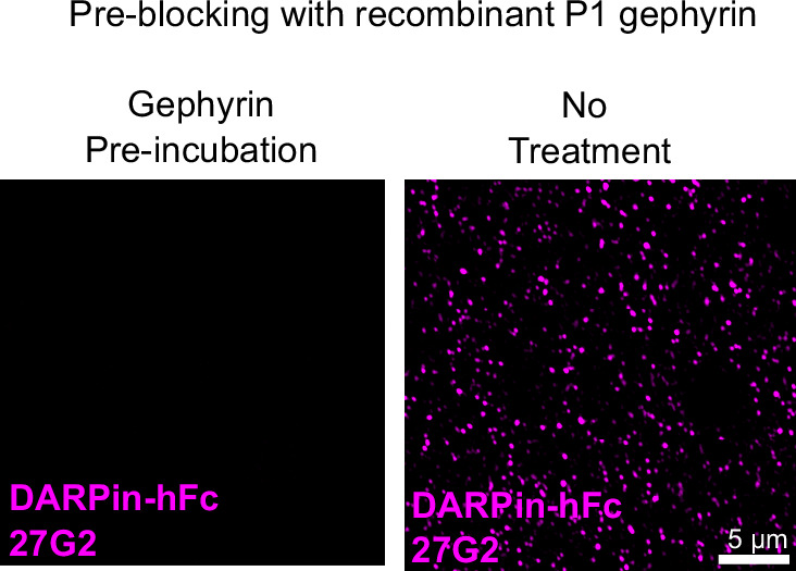 Figure 3—figure supplement 3.