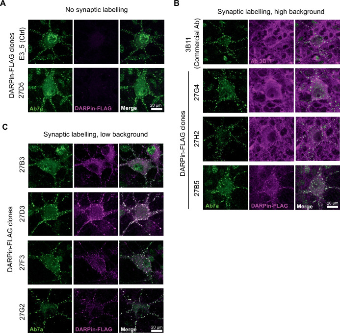 Figure 2—figure supplement 1.