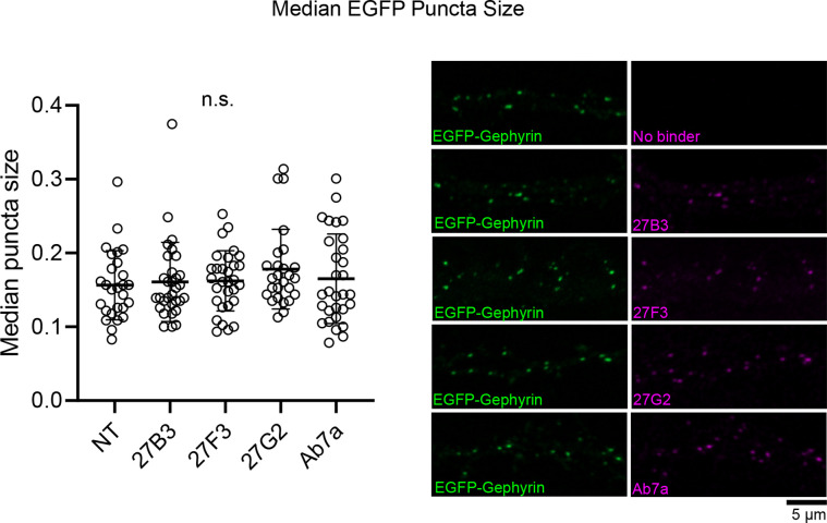 Figure 3—figure supplement 5.