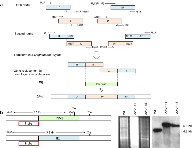 Figure 1—figure supplement 1.