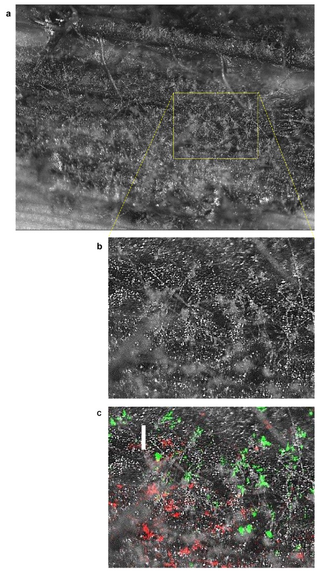 Figure 2—figure supplement 5.