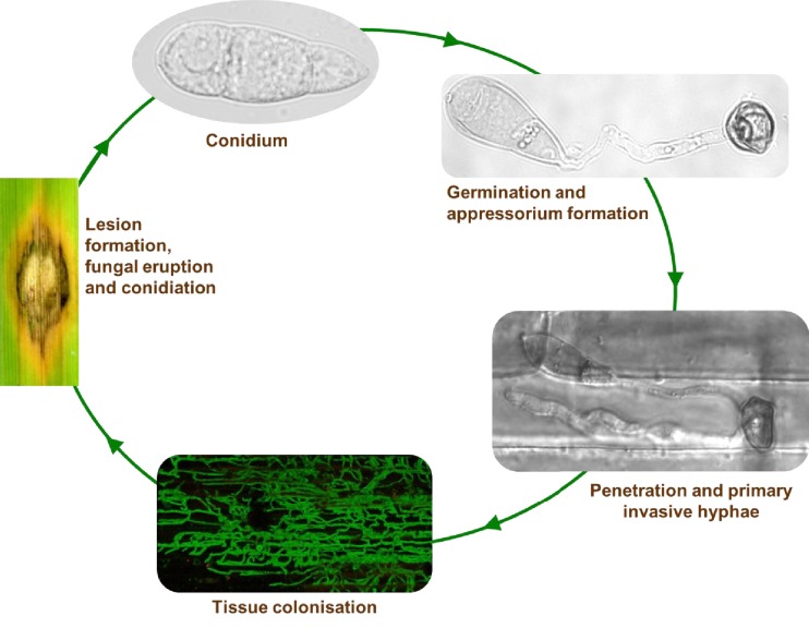 Figure 2—figure supplement 3.