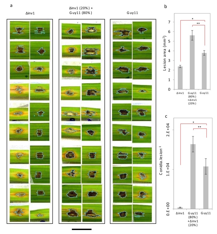 Figure 2—figure supplement 1.