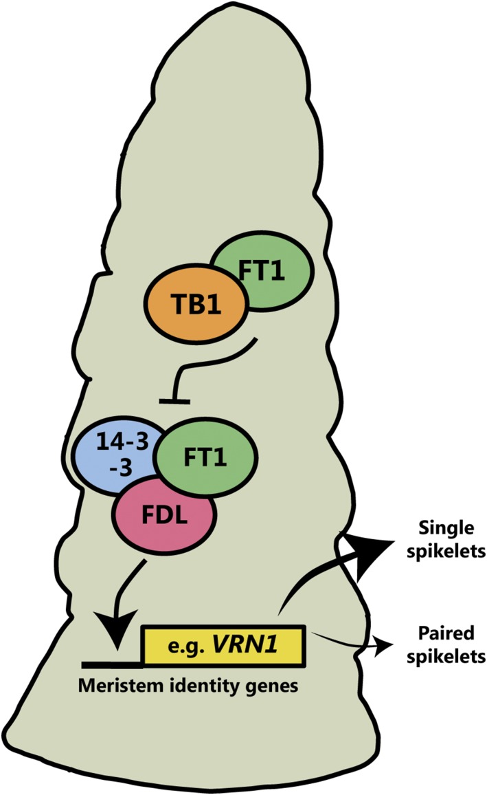 Figure 7.