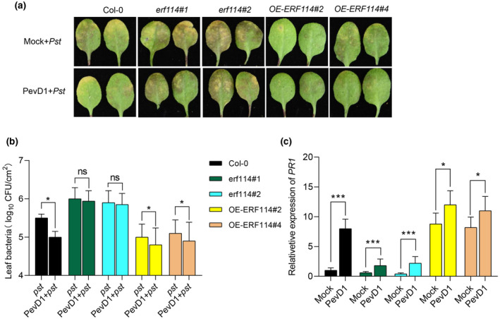 FIGURE 4