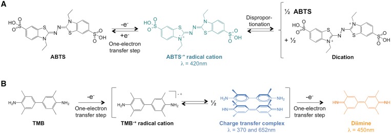 Insights into how nucleotide supplements enhance the peroxidase ...