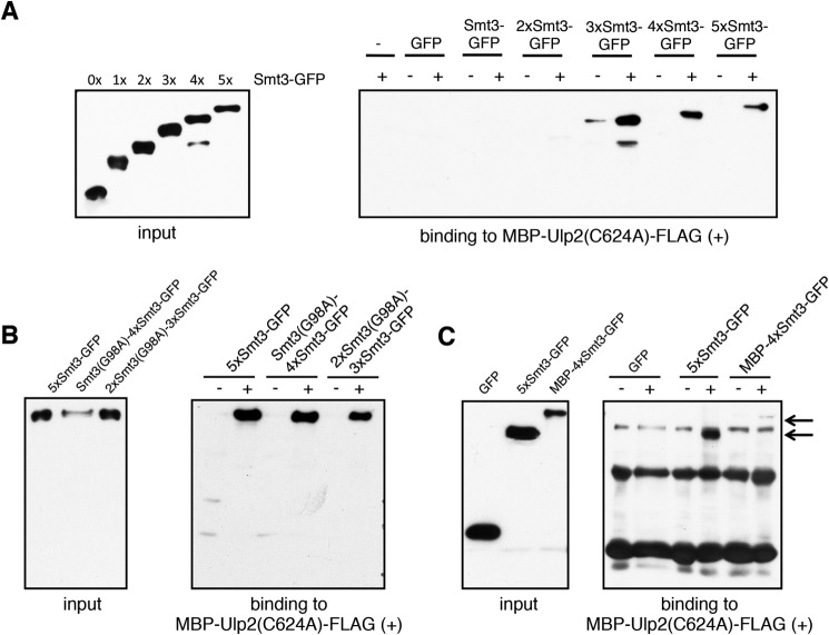 FIGURE 10.