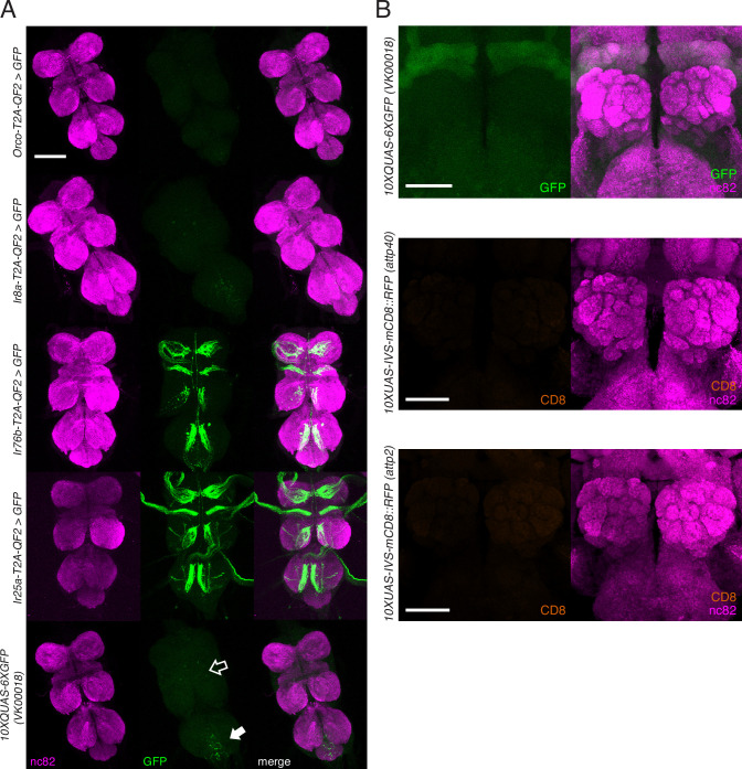 Figure 3—figure supplement 1.