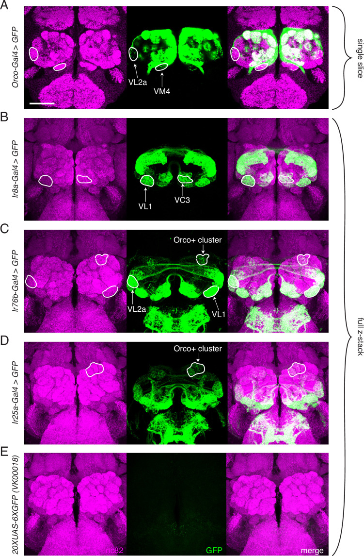 Figure 3—figure supplement 2.